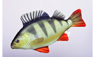 Polštář ryba okoun střední